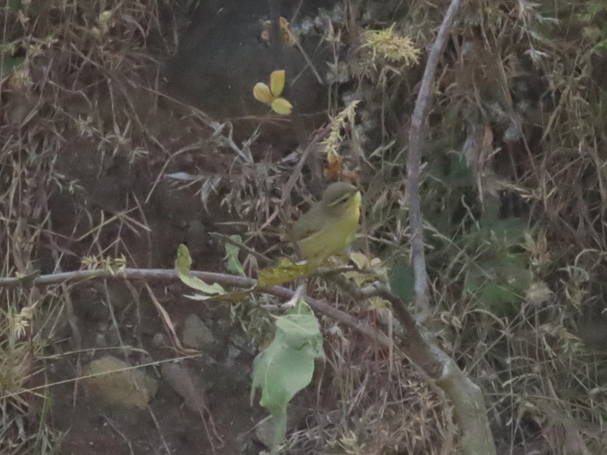 Tickell's Leaf Warbler - ML646234795