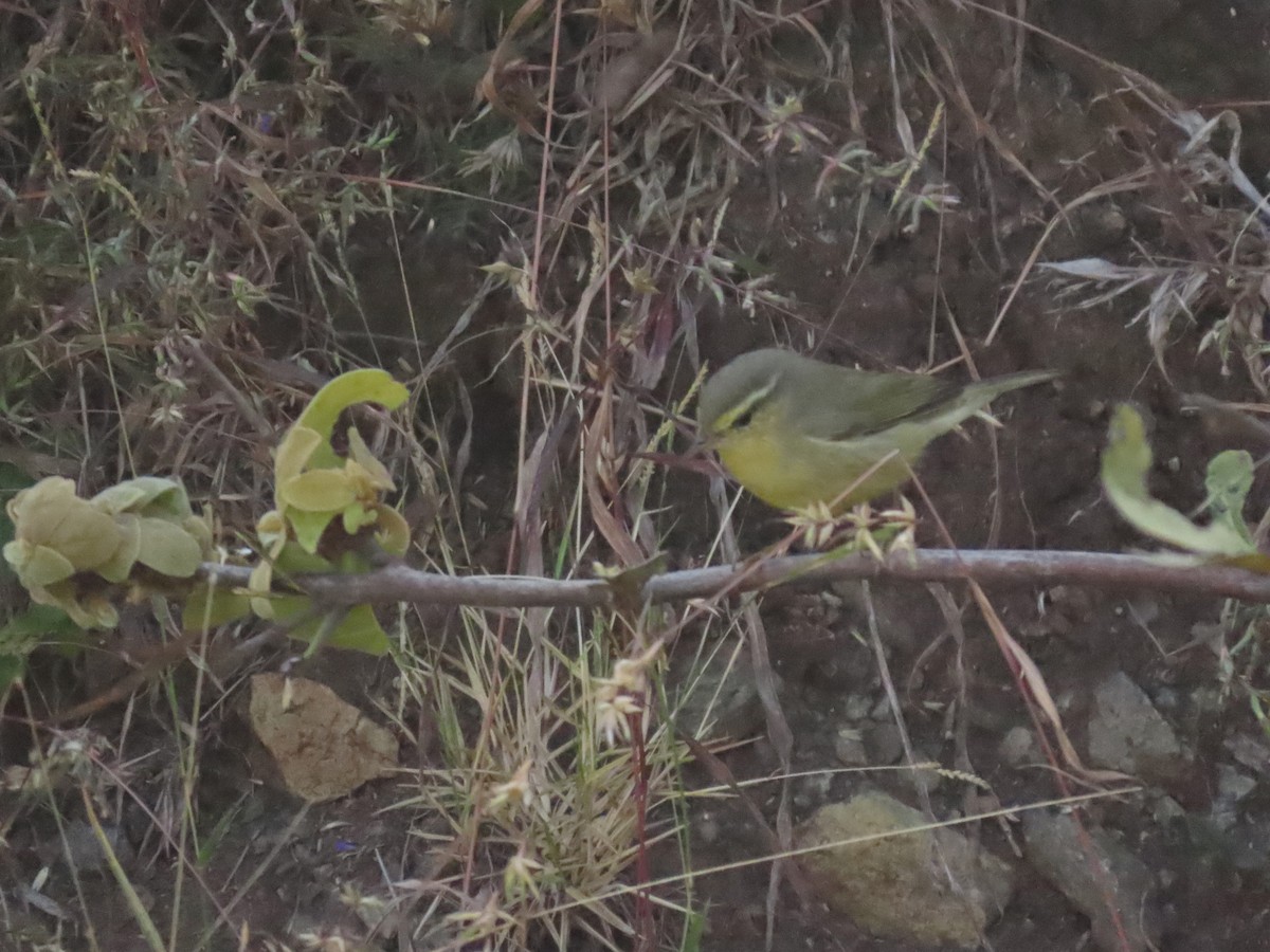 Tickell's Leaf Warbler - ML646234796