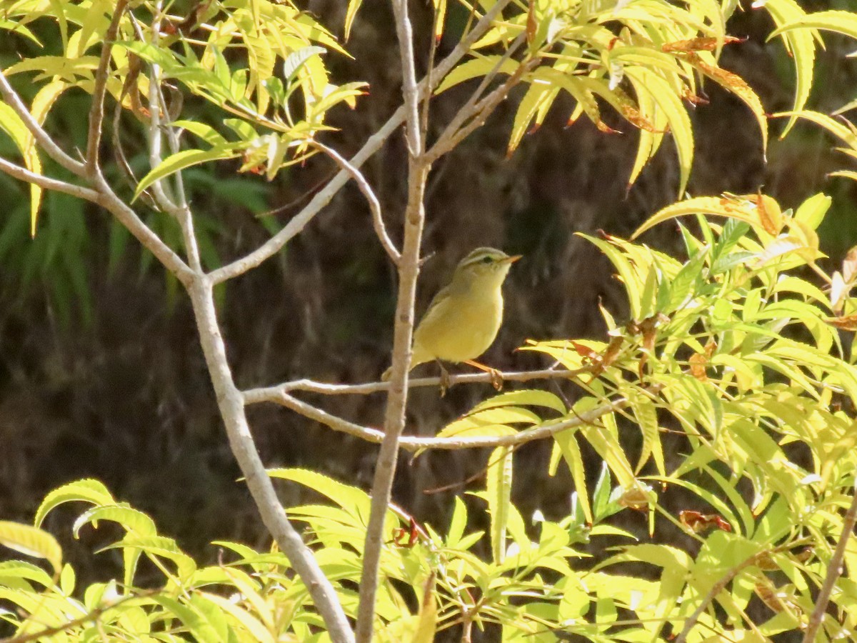 Tickell's Leaf Warbler - ML646234797