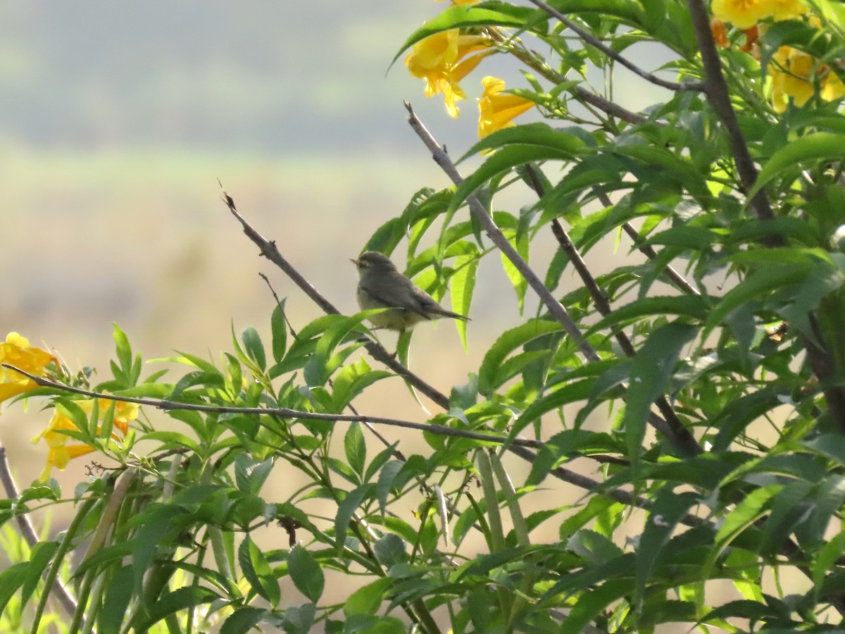 Tickell's Leaf Warbler - ML646234798