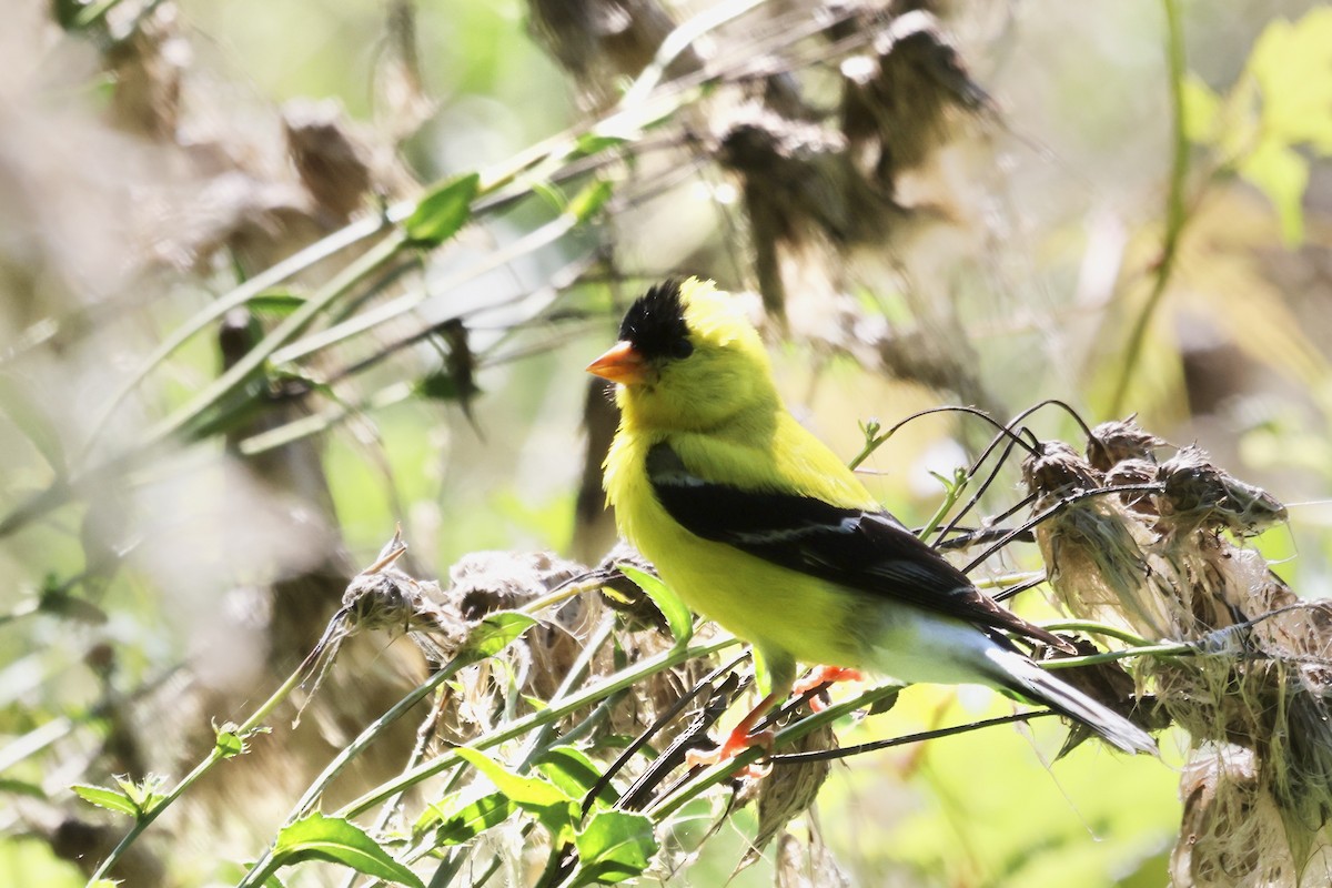 American Goldfinch - ML646234799