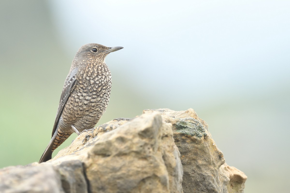 Blue Rock-Thrush - ML646234801