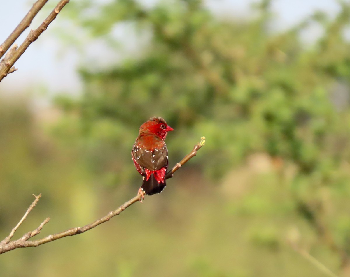 Red Avadavat - ML646234805