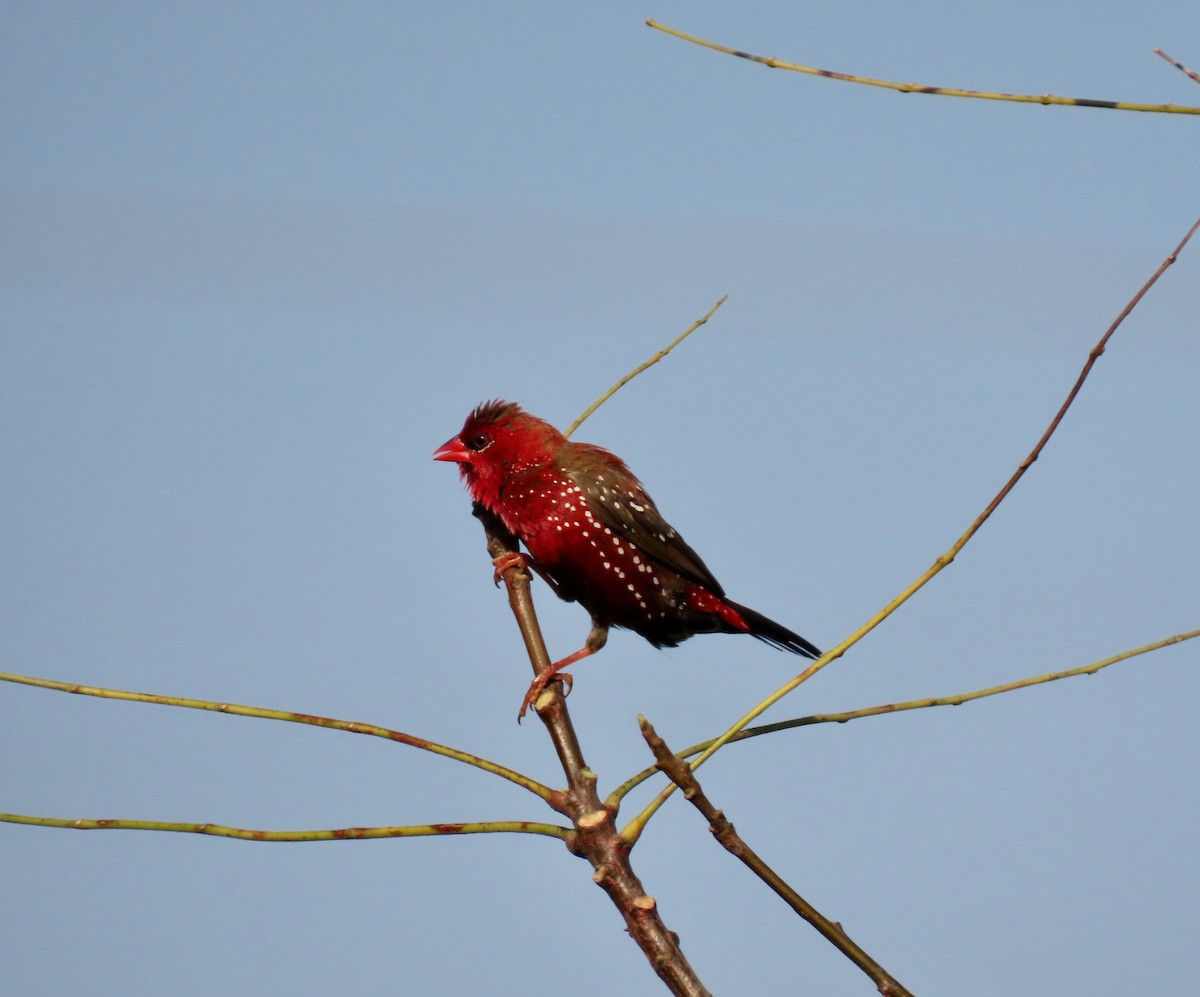 Red Avadavat - ML646234806