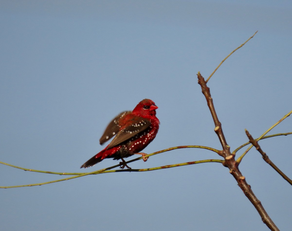 Red Avadavat - ML646234807