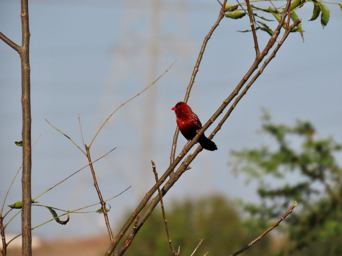 Red Avadavat - ML646234808