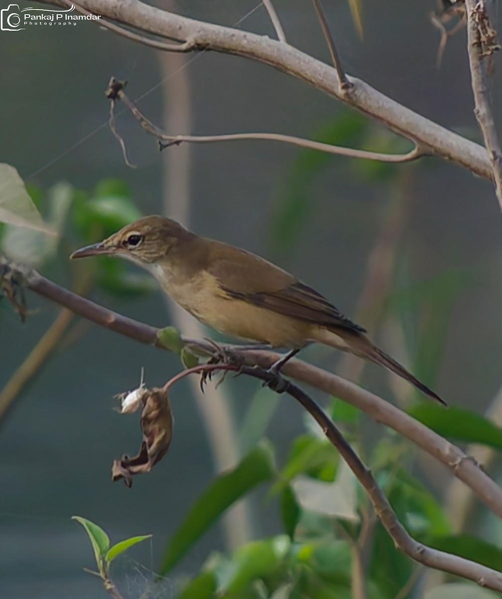 Clamorous Reed Warbler - ML646234813