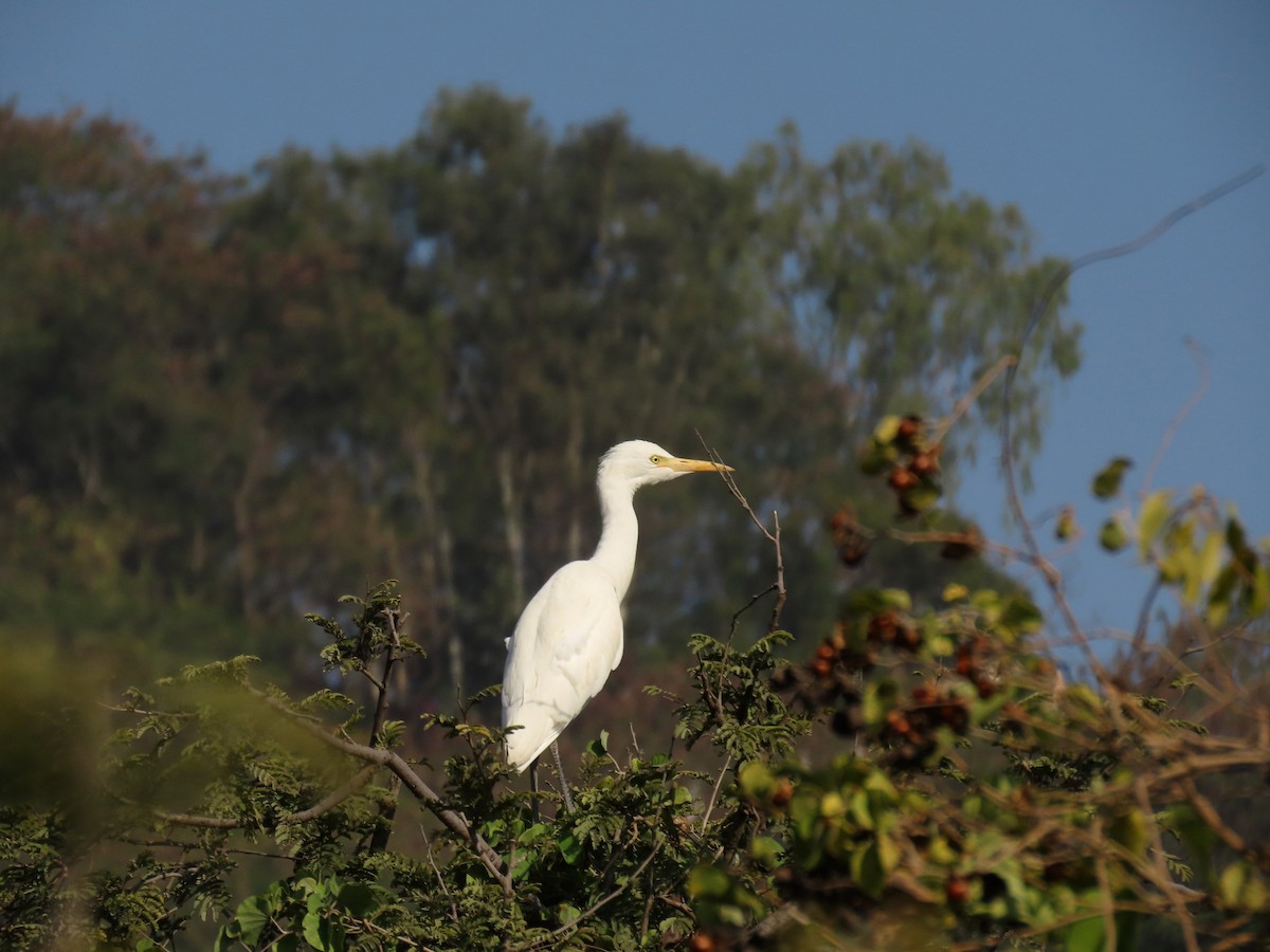 Eastern Cattle-Egret - ML646234814