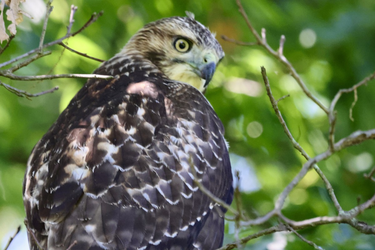 Red-shouldered Hawk - ML646234815