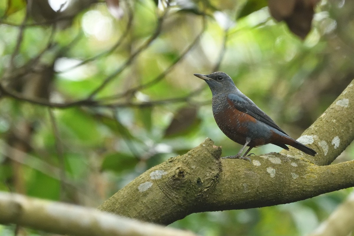 Blue Rock-Thrush - ML646234816