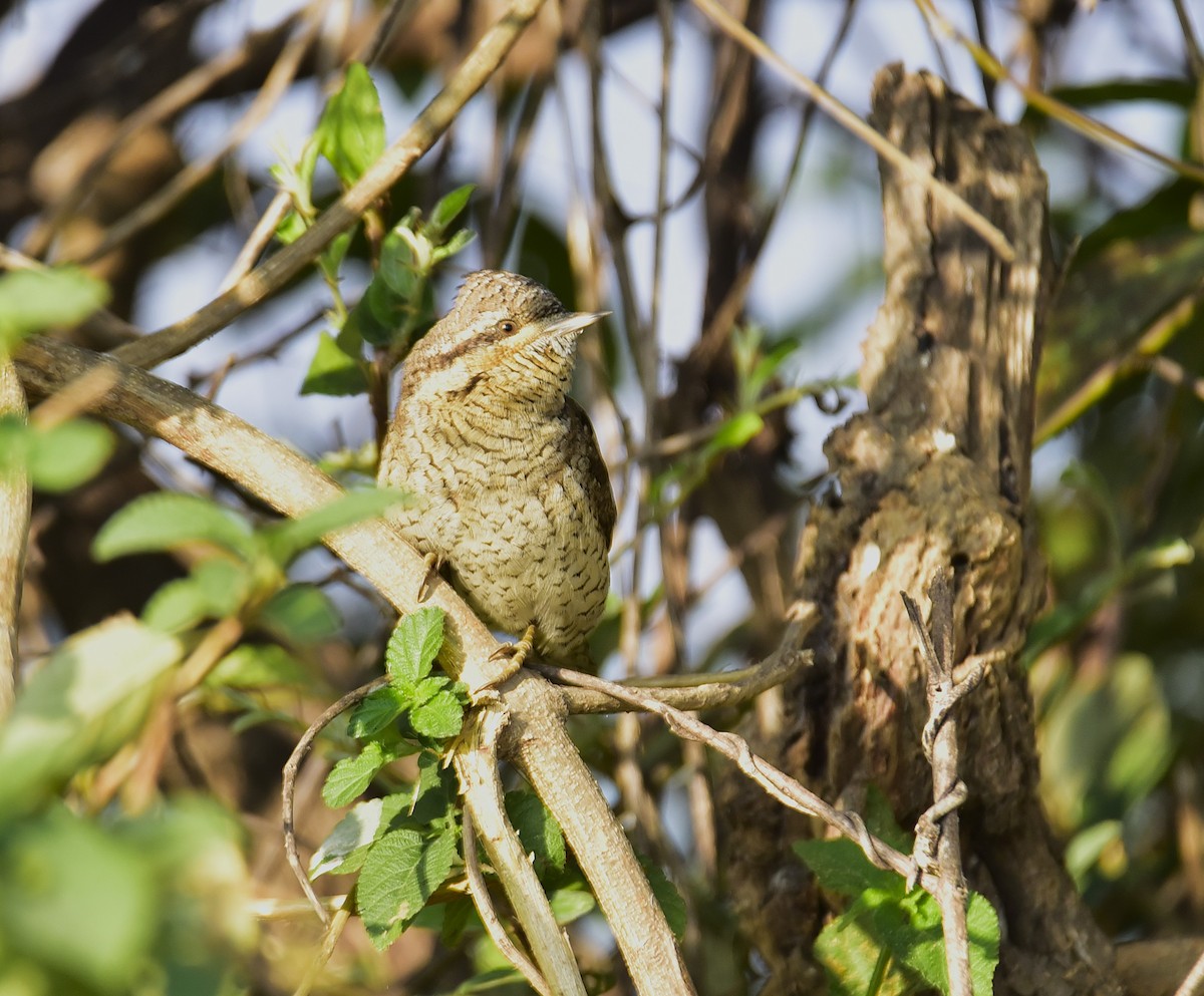 Eurasian Wryneck - ML646234818