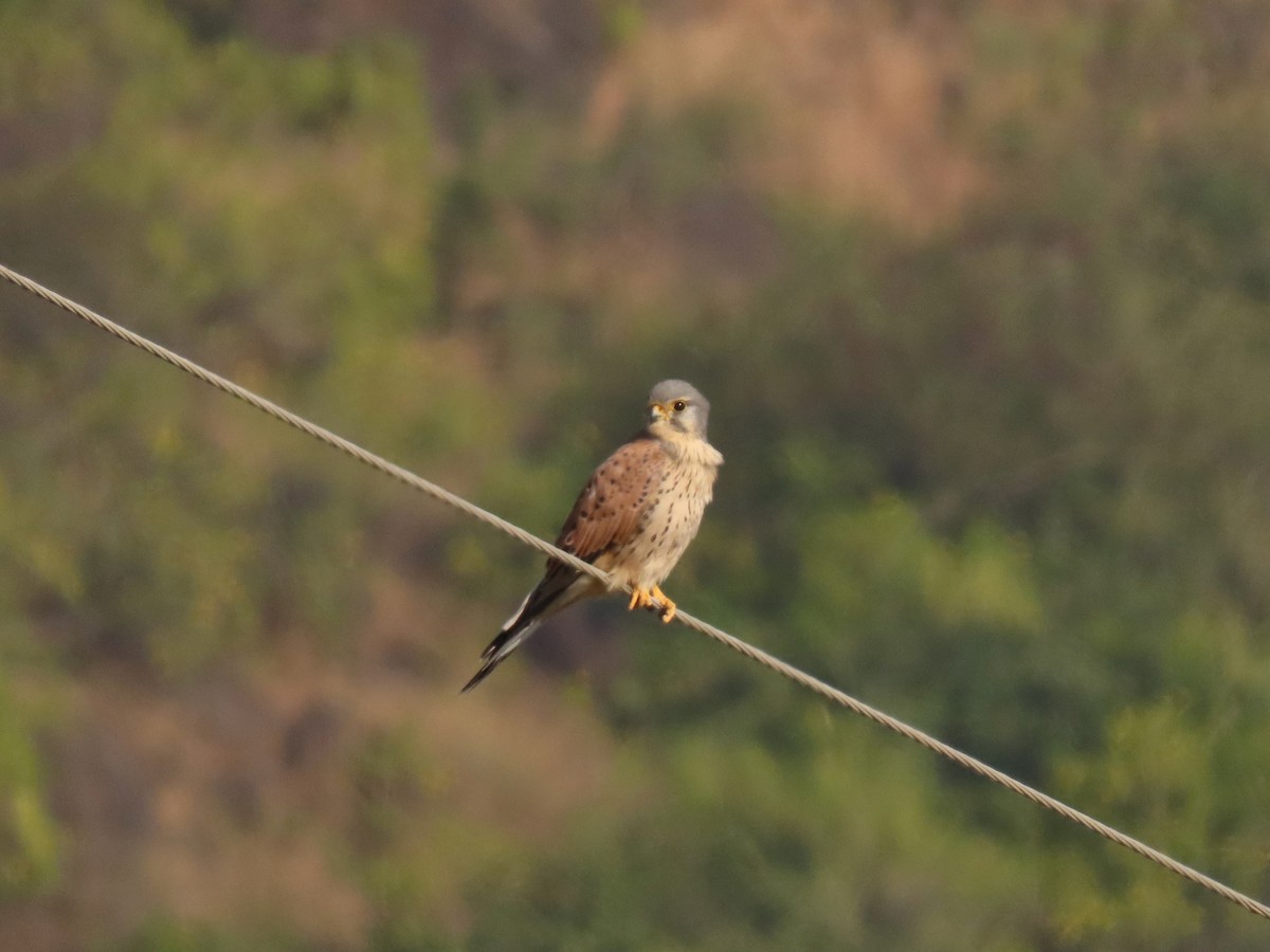 Eurasian Kestrel - ML646234819