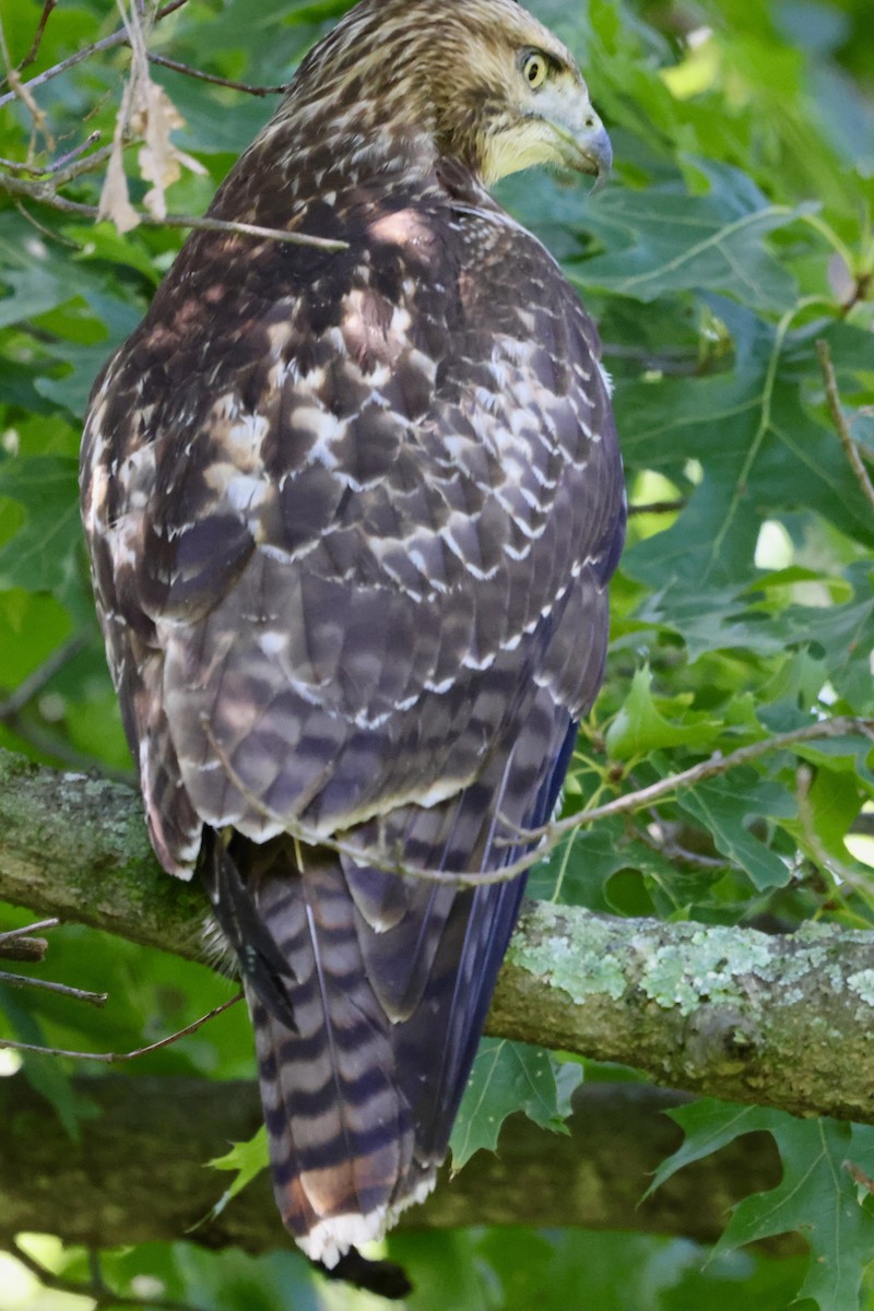 Red-shouldered Hawk - ML646234820