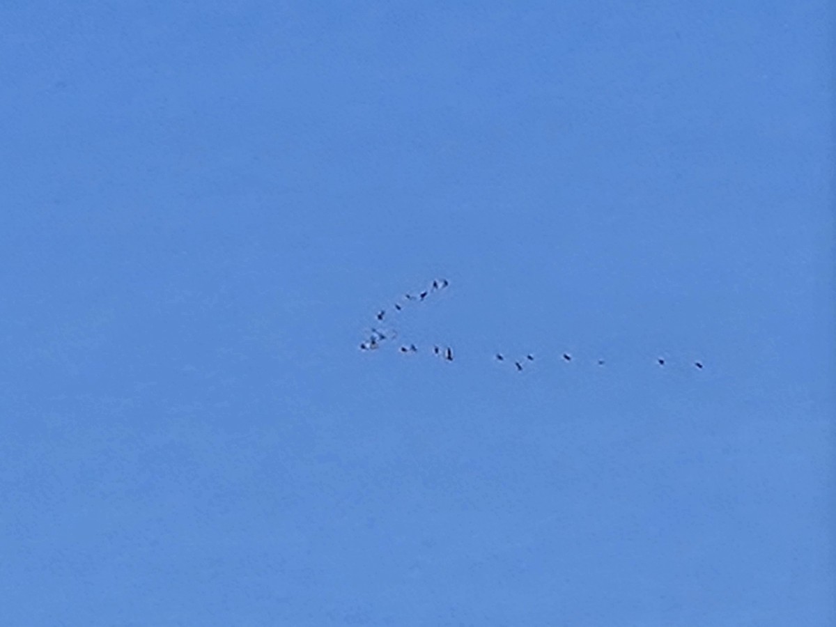 沙丘鶴 - ML646234821