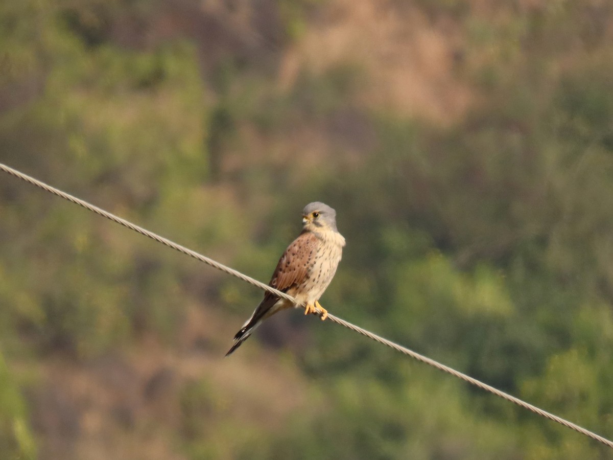 Eurasian Kestrel - ML646234822