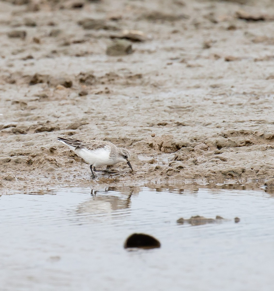 Red-necked Stint - ML646234823
