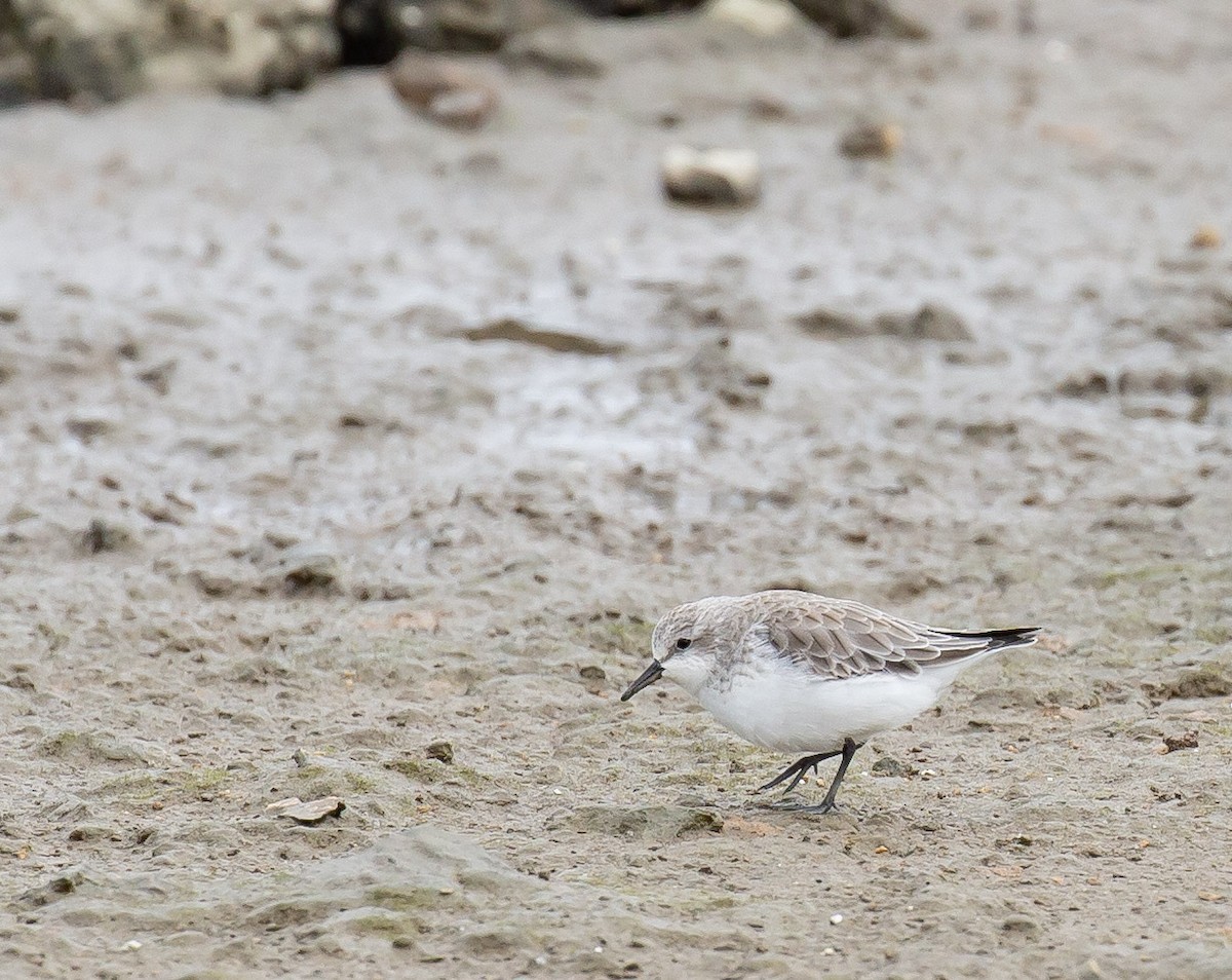 Red-necked Stint - ML646234824