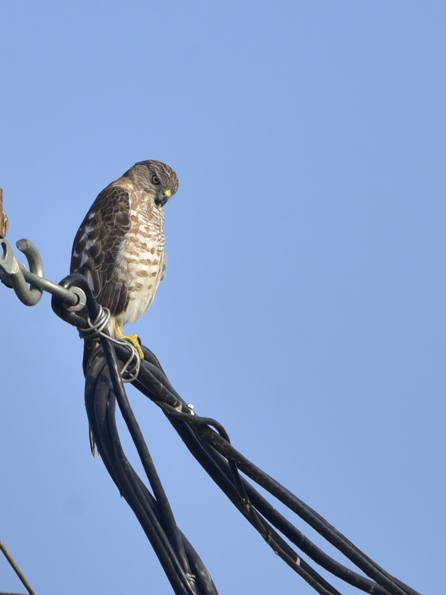 Shikra - ML646234825