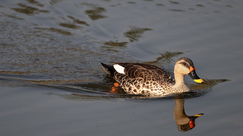 Indian Spot-billed Duck - ML646234827