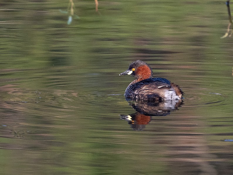 Little Grebe - ML646234829