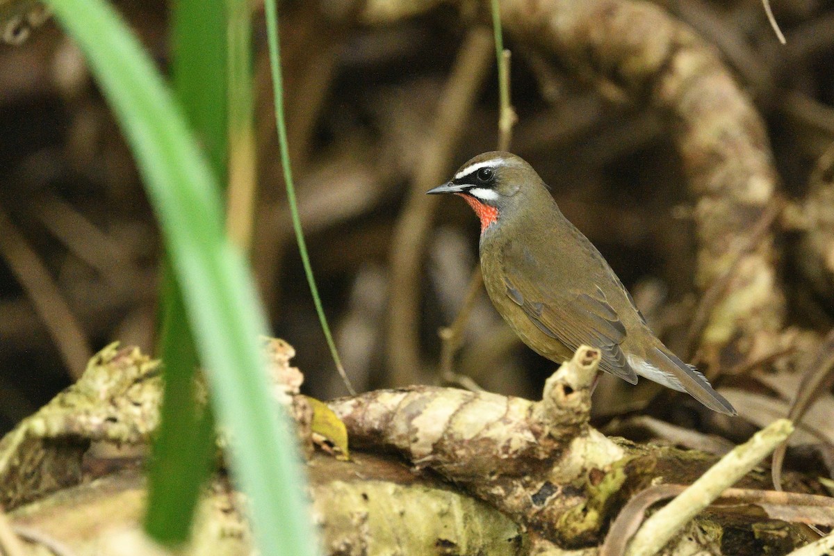 Siberian Rubythroat - ML646234830
