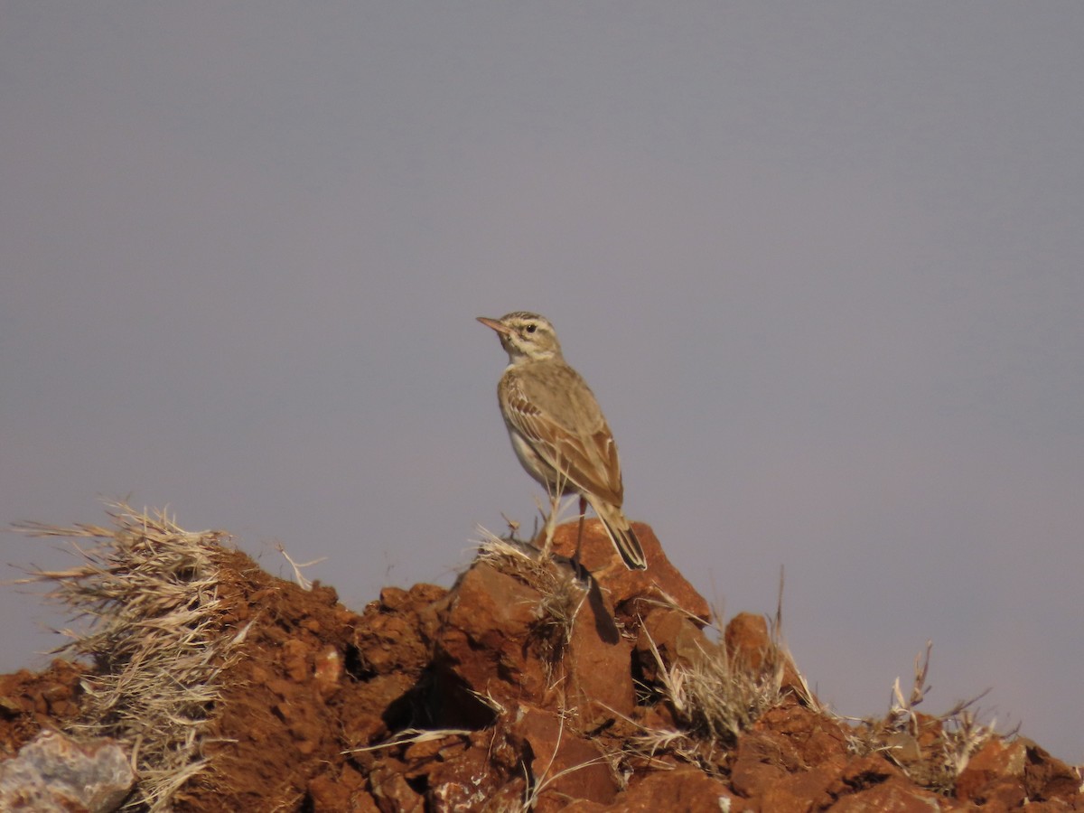 Long-billed Pipit - ML646234831