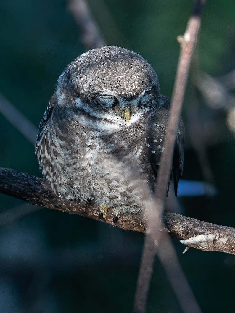 Spotted Owlet - ML646234832