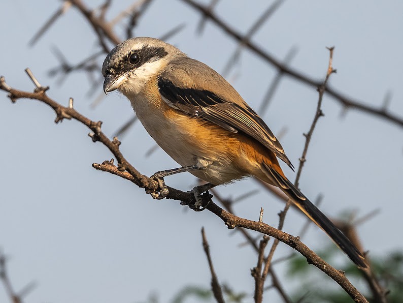 Long-tailed Shrike - ML646234833