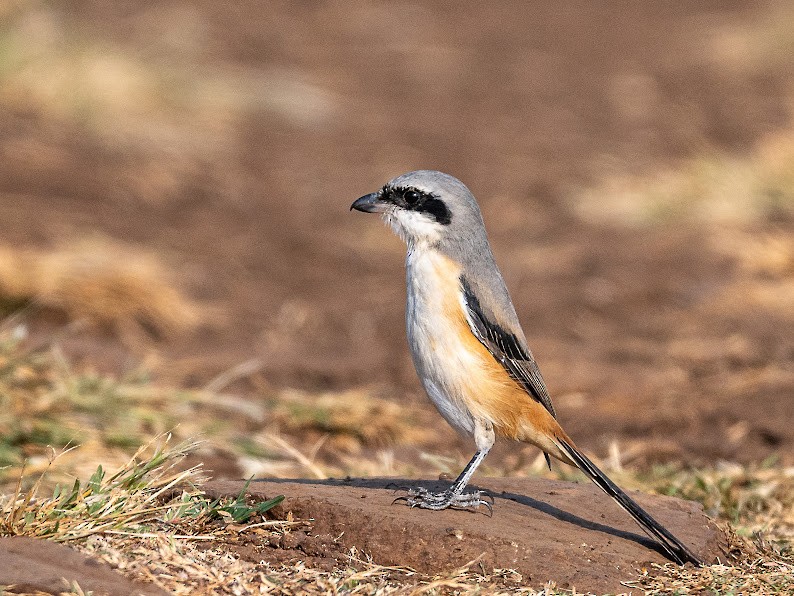 Long-tailed Shrike - ML646234834