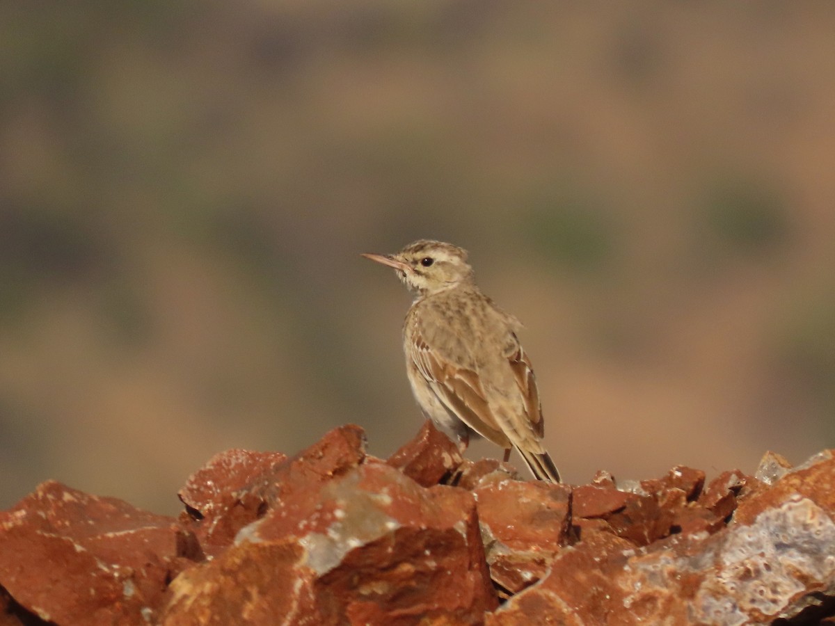 Long-billed Pipit - ML646234835