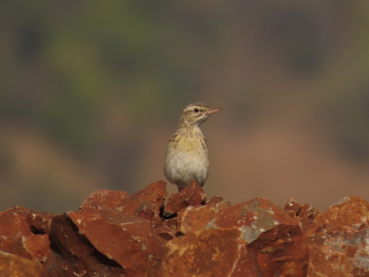 Long-billed Pipit - ML646234836