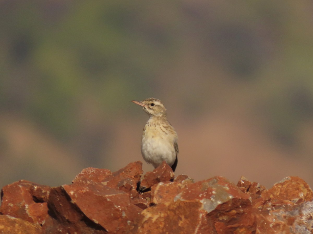 Bisbita Piquilargo - ML646234837