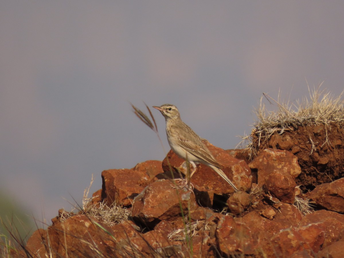 Bisbita Piquilargo - ML646234838