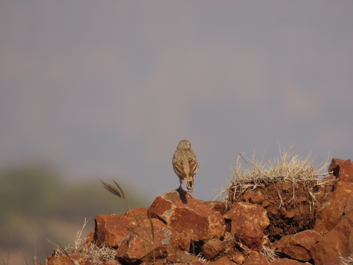 Bisbita Piquilargo - ML646234839