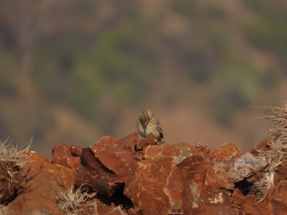 Bisbita Piquilargo - ML646234840