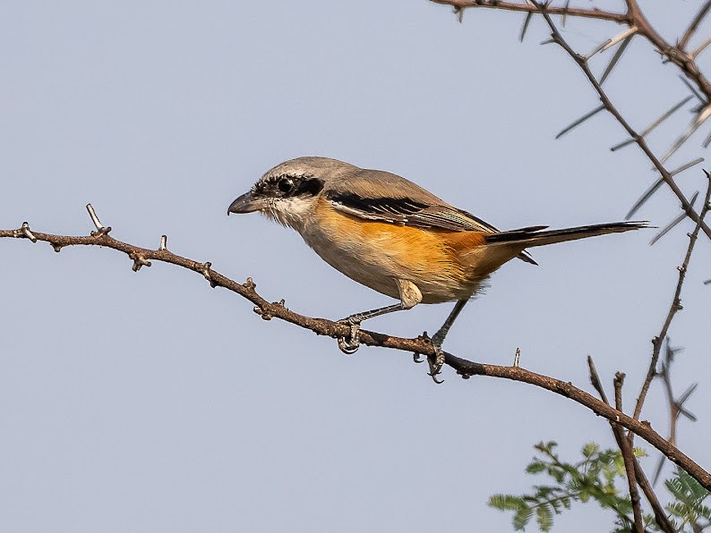 Long-tailed Shrike - ML646234841