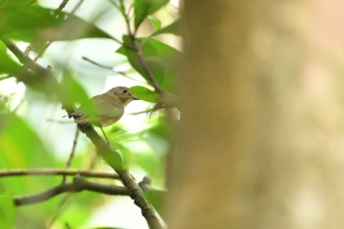 Red-flanked Bluetail - ML646234843