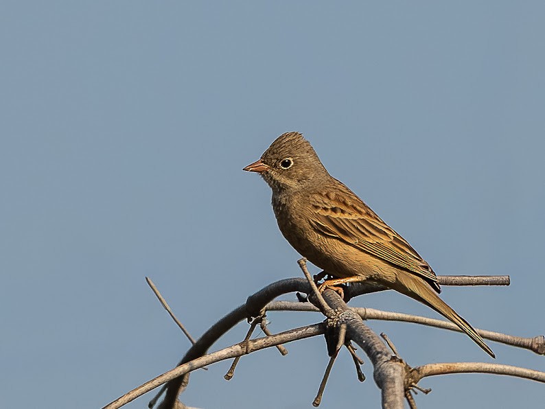 Gray-necked Bunting - ML646234844