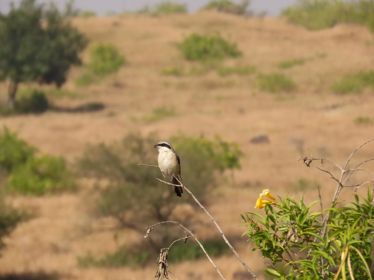 Long-tailed Shrike - ML646234845