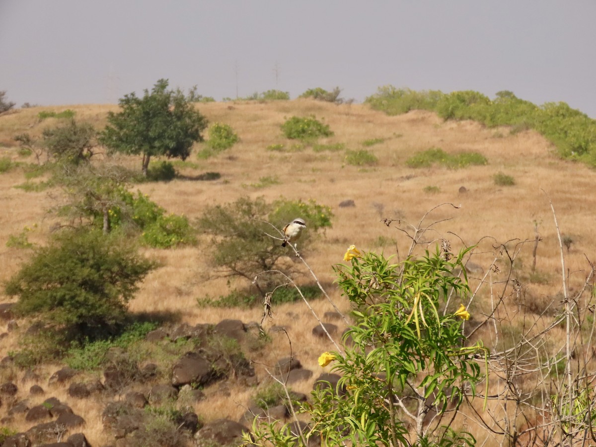 Alcaudón Schach - ML646234846