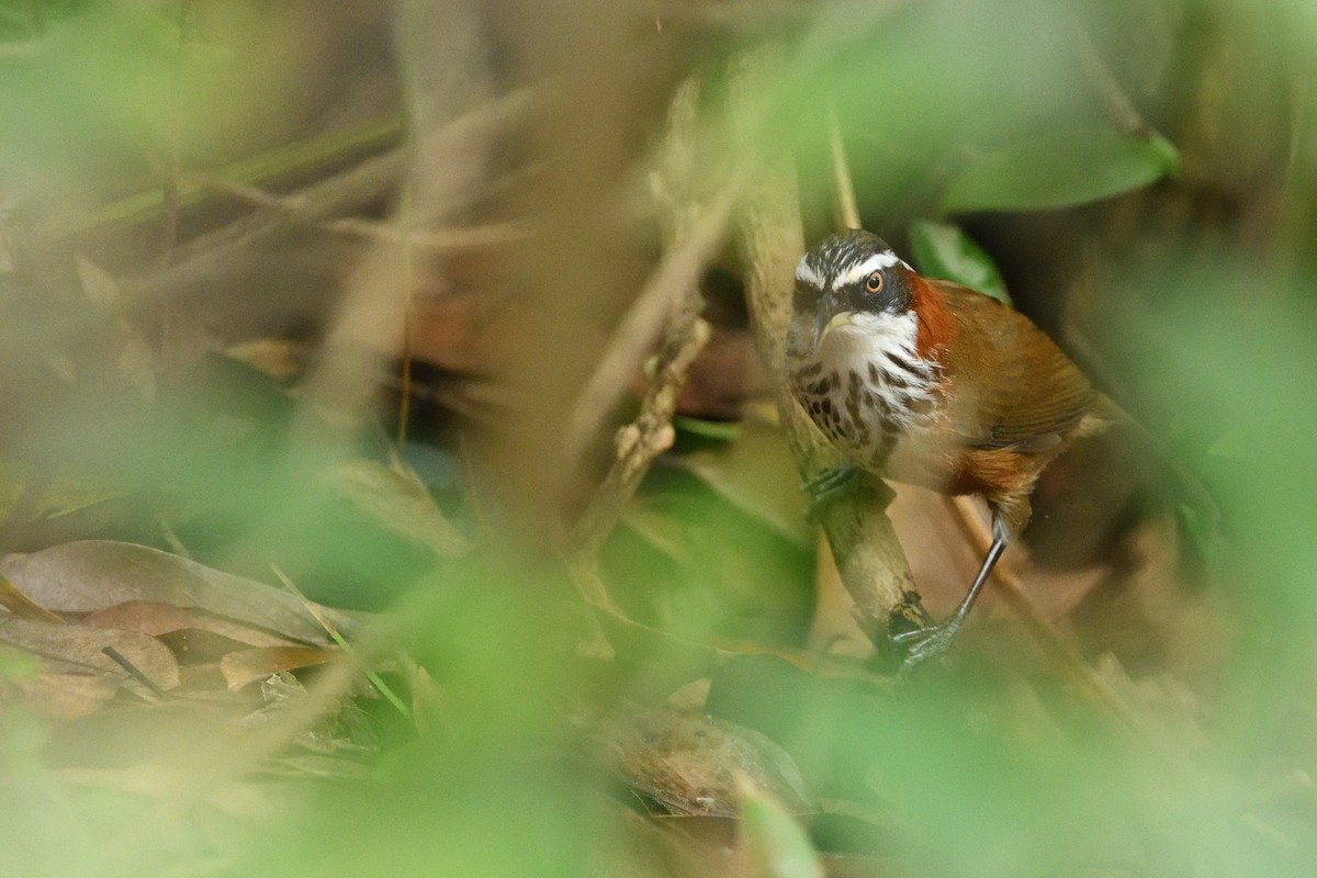 Taiwan Scimitar-Babbler - ML646234847