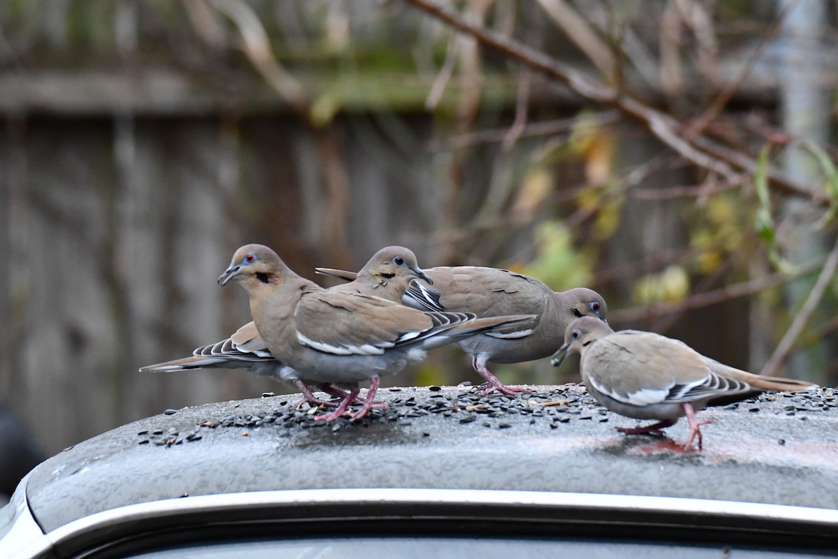 Zenaida Aliblanca - ML646234848