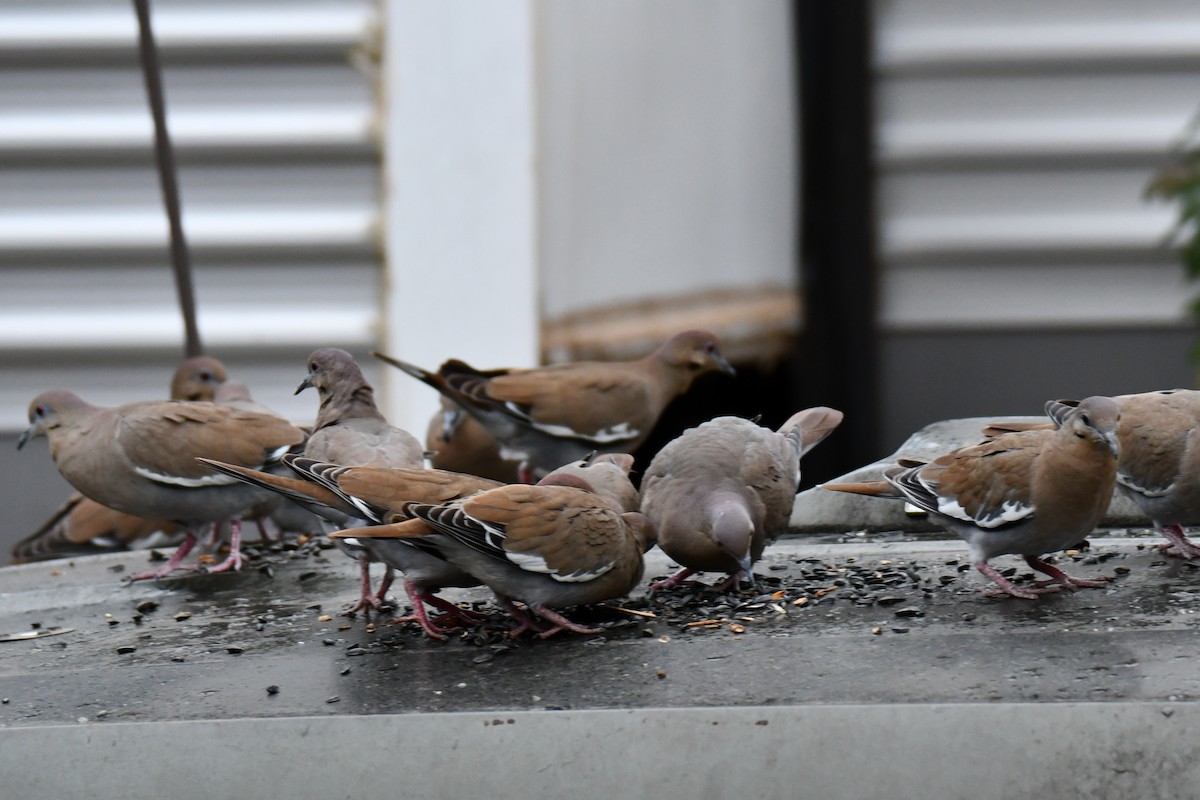 Zenaida Aliblanca - ML646234849