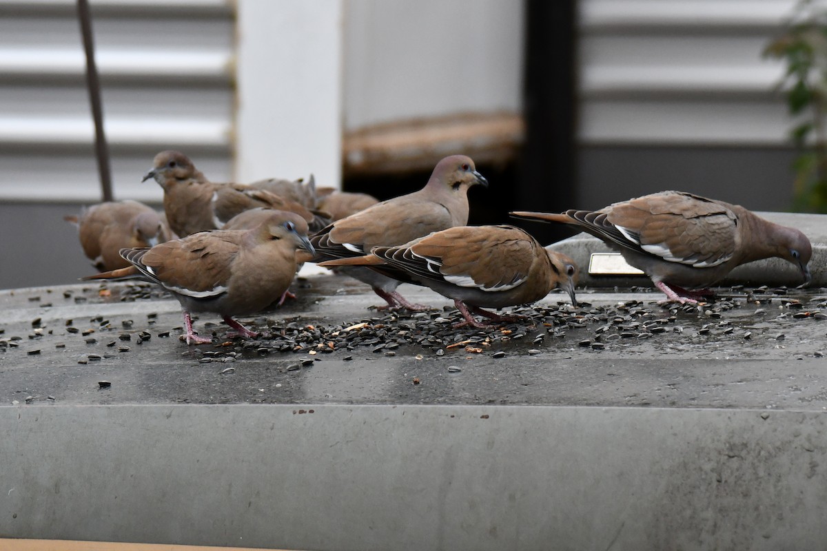 Zenaida Aliblanca - ML646234850