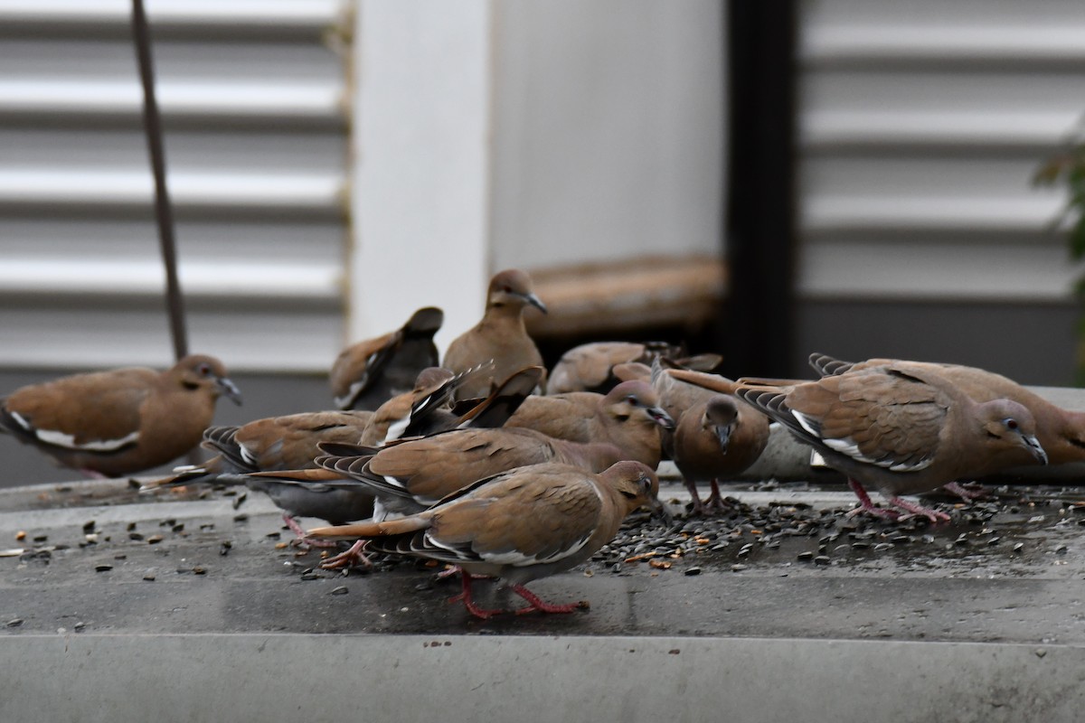 Zenaida Aliblanca - ML646234851