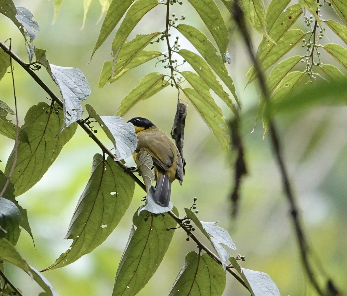 Bulbul Carinegro - ML646234852