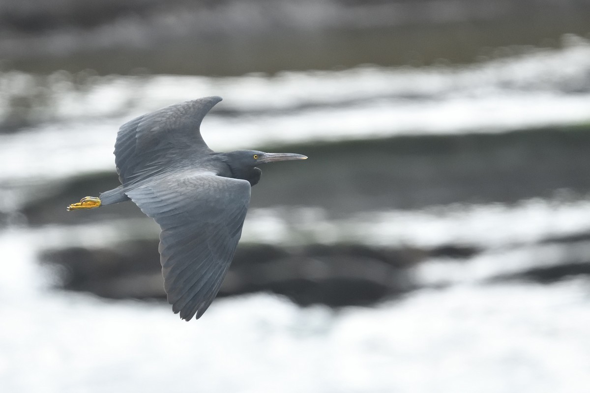 Garceta de Arrecife - ML646234853