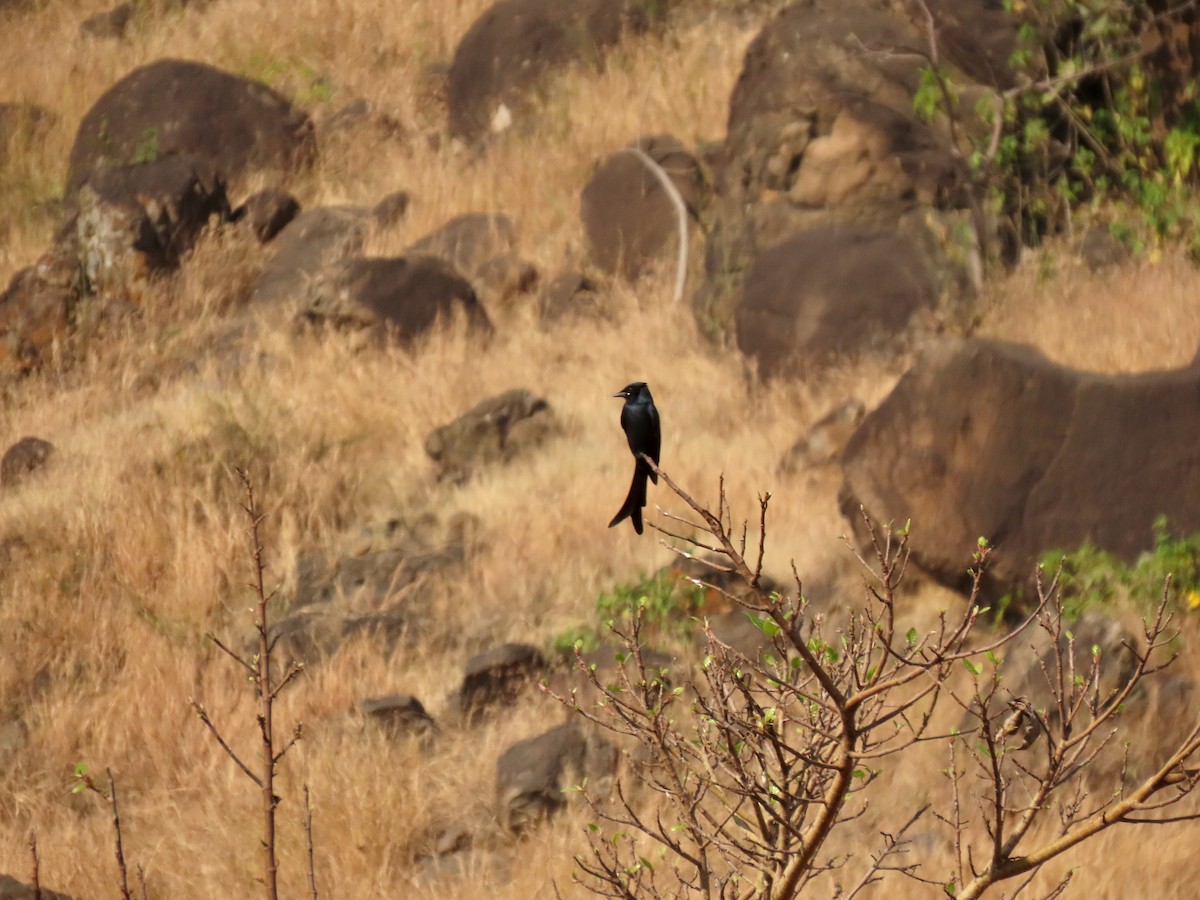 Drongo Real - ML646234854