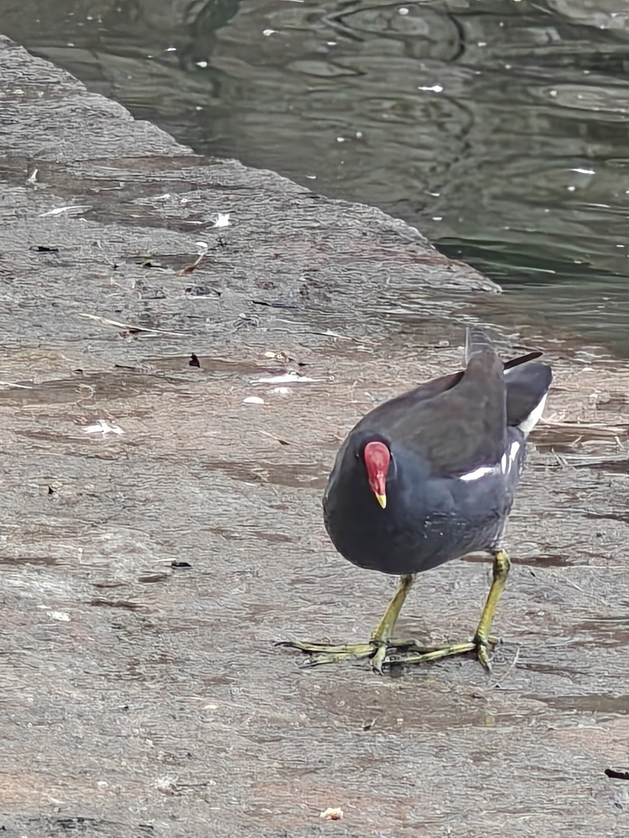 Gallineta Común - ML646234855