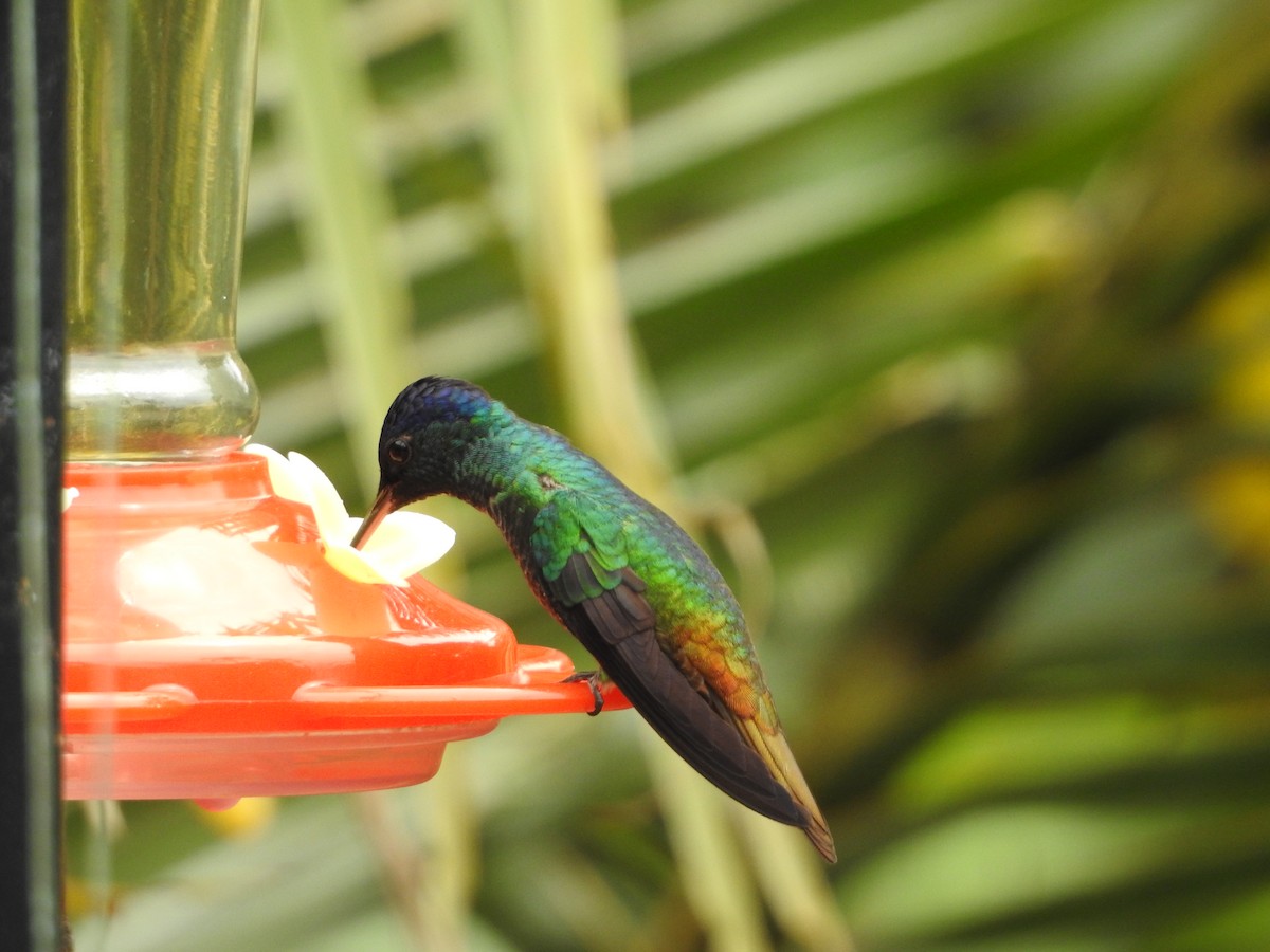 Zafiro Colidorado - ML646234856